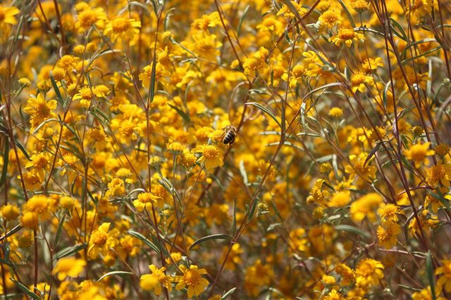 Flowers_and_Bee